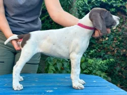 Německý krátkosrstý ohař - štěňata