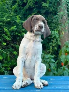 Německý krátkosrstý ohař - štěňata