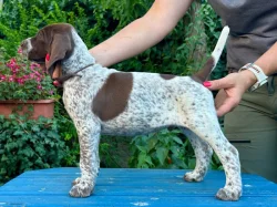 Německý krátkosrstý ohař - štěňata