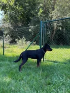 Maminka se štěňátkem beauceron