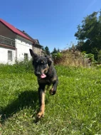 Maminka se štěňátkem beauceron
