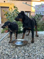 Maminka se štěňátkem beauceron