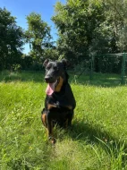 Maminka se štěňátkem beauceron