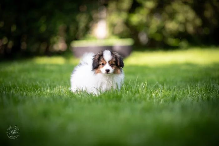 Malý kontinentální španěl Phalene, ne Papillon