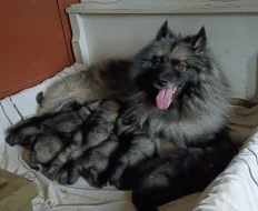 Německý špic vlčí prodám štěňata s PP