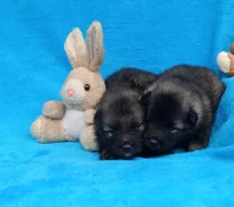 Německý špic vlčí prodám štěňata s PP