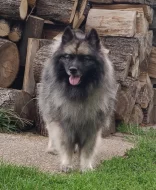 Německý špic vlčí prodám štěňata s PP