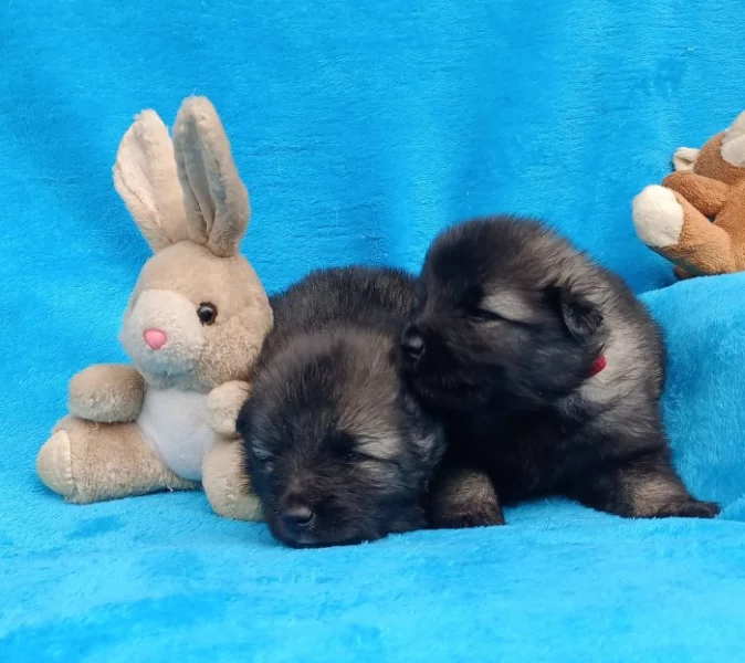 Německý špic vlčí prodám štěňata s PP