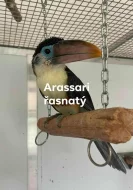 arassari řasnatý