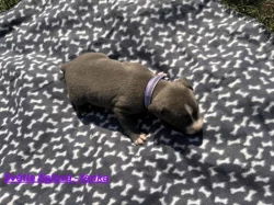 Americký stafordšírský teriér bez PP