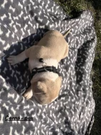 Americký stafordšírský teriér bez PP