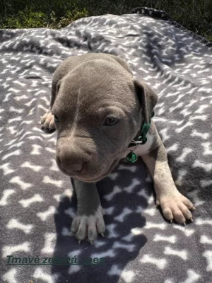 Americký stafordšírský teriér bez PP