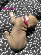 Americký stafordšírský teriér bez PP