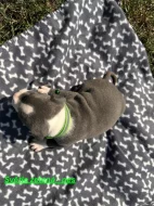 Americký stafordšírský teriér bez PP