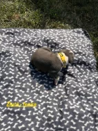 Americký stafordšírský teriér bez PP