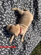 Americký stafordšírský teriér bez PP