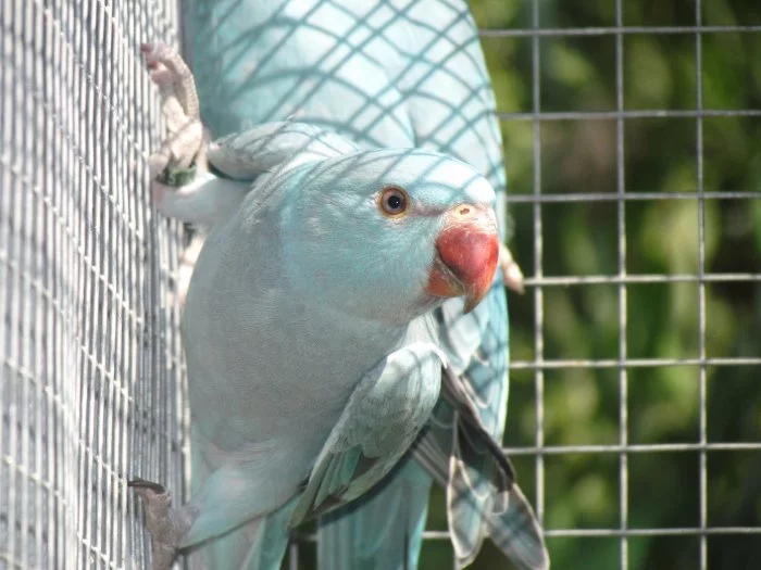 Prodám Alex.malé 2025