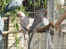 Prodám Alex.malé 2025