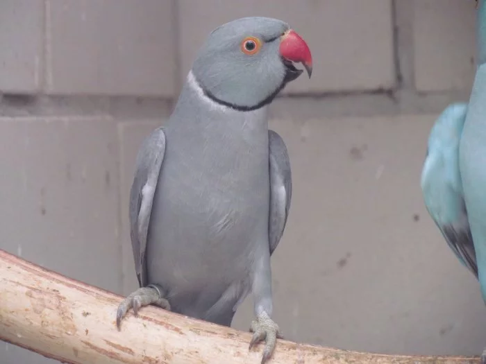 Prodám chovnou páru Alexandr malý