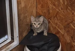 Nalezená koťat daruji