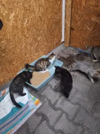 Nalezená koťat daruji