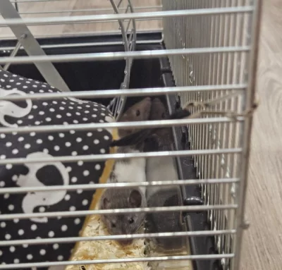 Prodávám dvě samičky potkana. S klecí 70×40×75, a přepravkou.