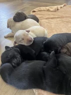 Nabízím štěňata  labradora, bez PP