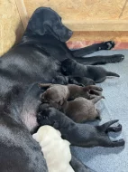 Nabízím štěňata  labradora, bez PP