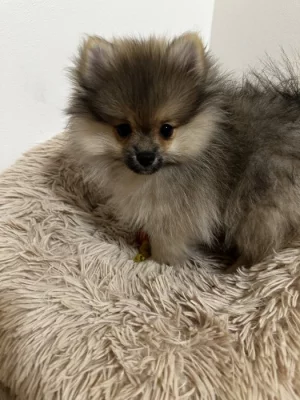 Pomeranian s PP