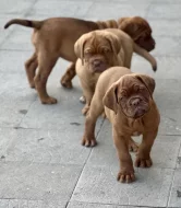 Bordeauxská doga s PP