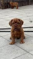 Bordeauxská doga s PP