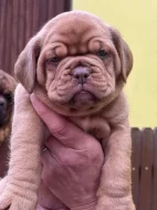 Bordeauxská doga s PP