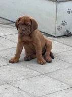 Bordeauxská doga s PP