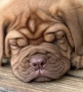 Bordeauxská doga s PP