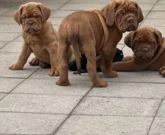 Bordeauxská doga s PP