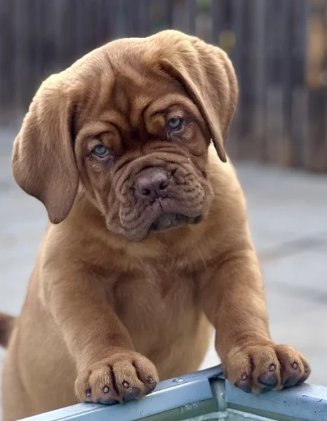 Bordeauxská doga s PP