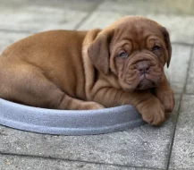 Bordeauxská doga s PP