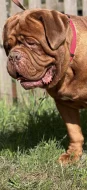 Bordeauxská doga s PP