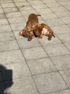 Bordeauxská doga s PP