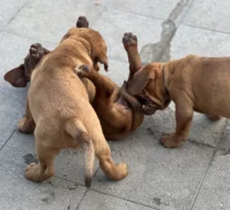 Bordeauxská doga s PP