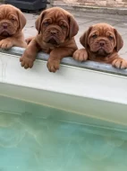 Bordeauxská doga s PP