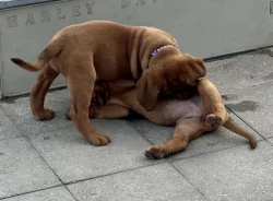 Bordeauxská doga s PP