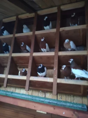 Rakovnický kotrlák