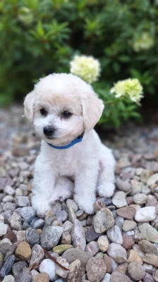 Bišonek-Bichon frisé-nelínající medvídek