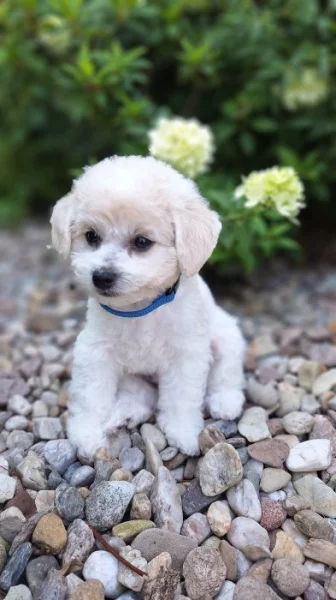 Bišonek-Bichon frisé-nelínající medvídek