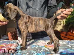 Nemecký boxer šteniatka s PP