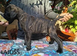 Nemecký boxer šteniatka s PP