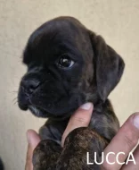 Nemecký boxer šteniatka s PP