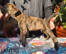 Nemecký boxer šteniatka s PP