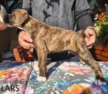 Nemecký boxer šteniatka s PP